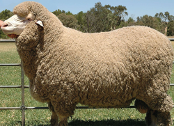 Chăn lông cừu Úc Millie Crart#2