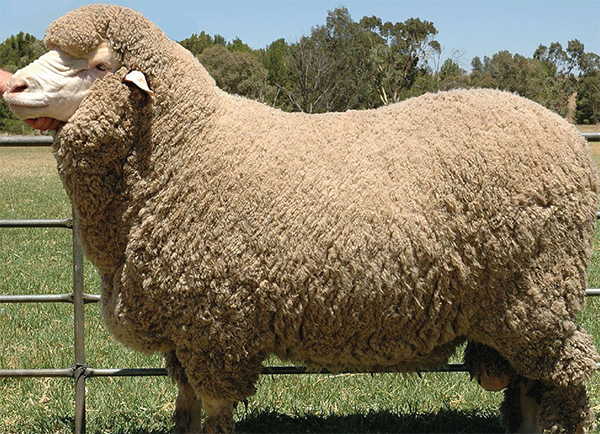 Chăn lông cừu Úc Millie Crart
